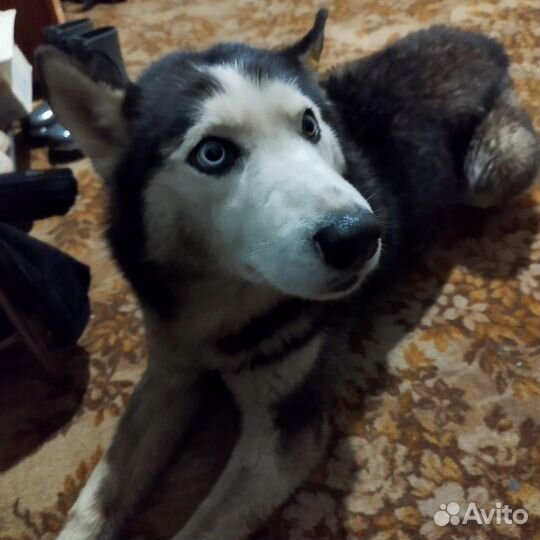 Собака в добрые руки отдам бесплатно