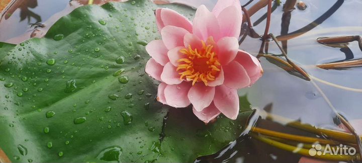 Кувшинки для пруда