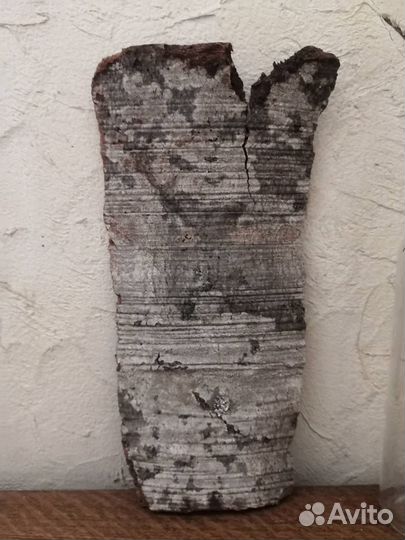 Кусок коры пятнистый