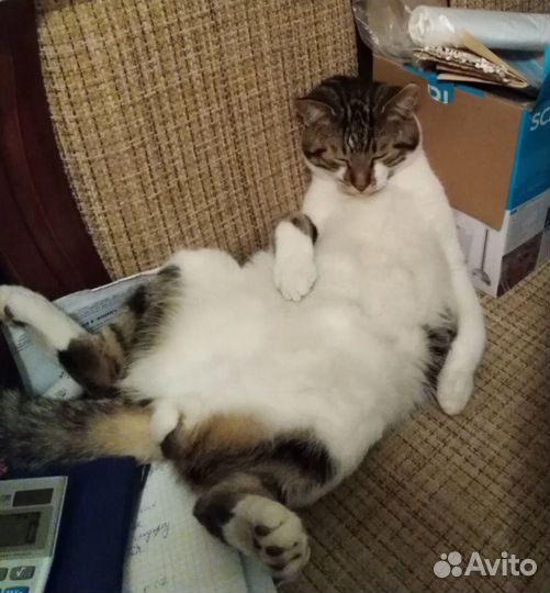 Предлагаю услуги по временному уходу за животными