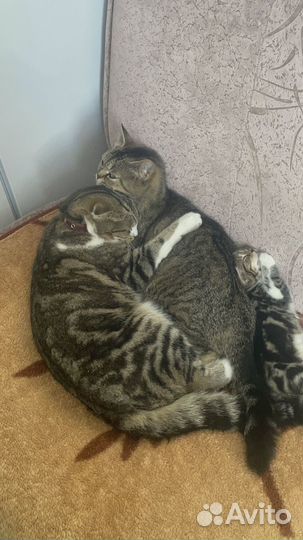 Шотландские котята