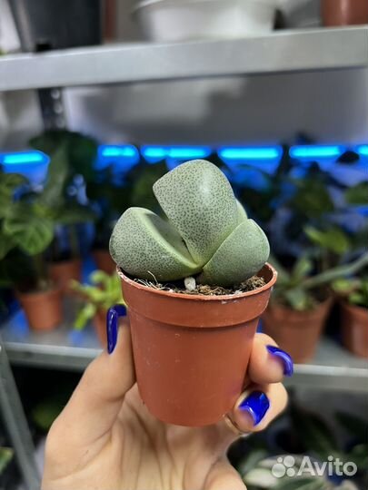 Плейоспилос Нелли,котиледон Вариегатный