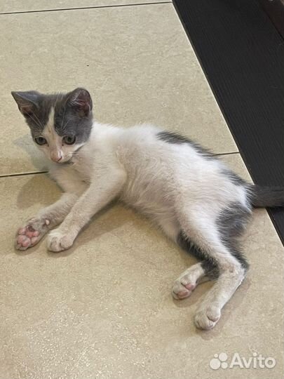 Котенок девочка 2 месяца