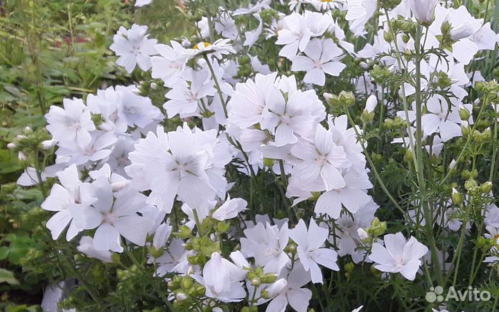 Мальва белая