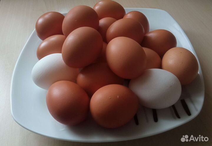 Яйцо домашнее