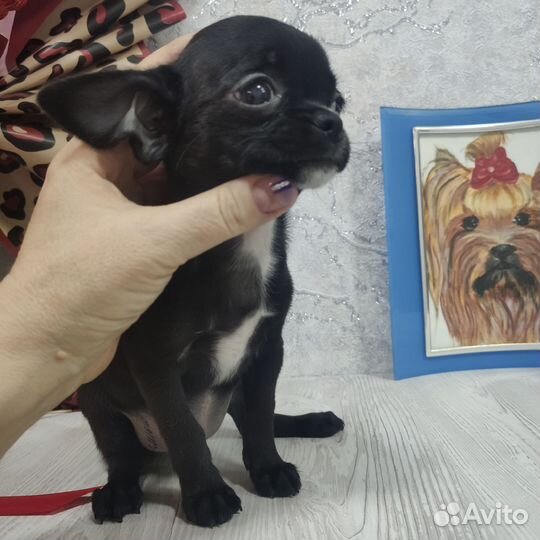 Щенки чихуахуа