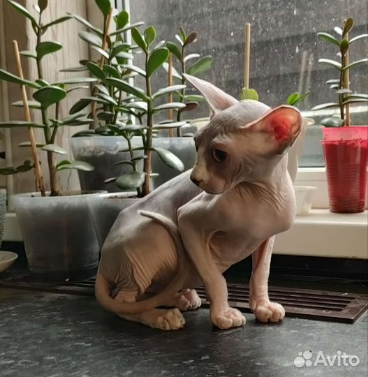 Канадский сфинкс, котята