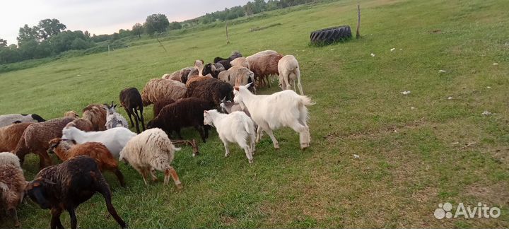 Продаются овцы