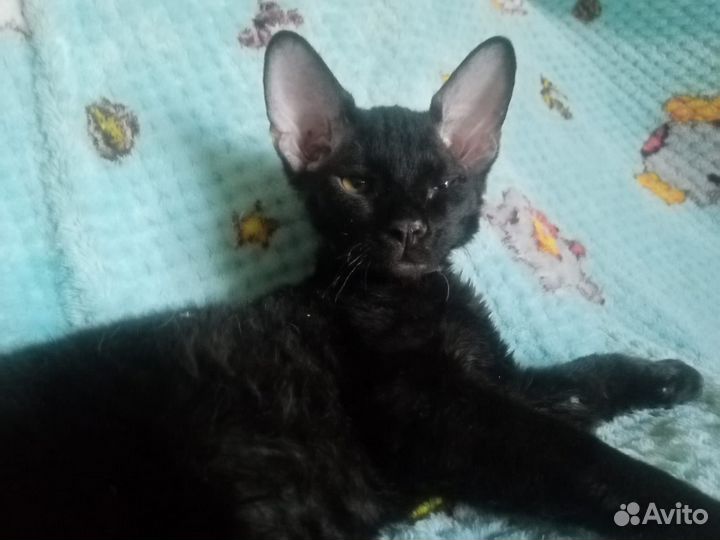 Донской сфинкс