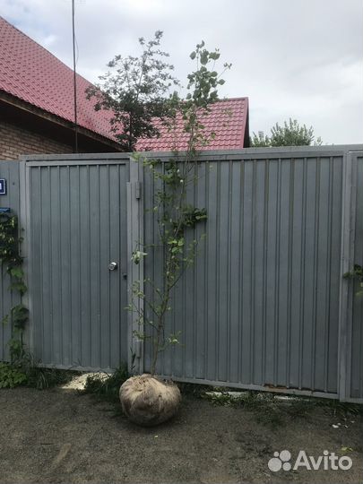 Яблоня сибирская