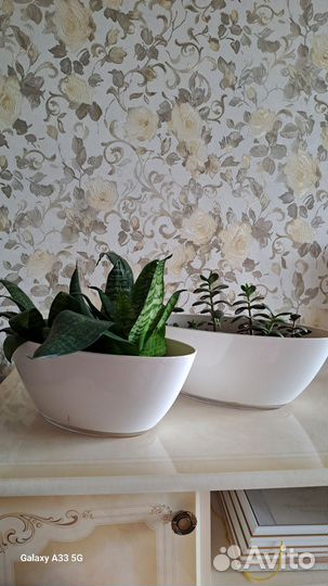 Сансевиерия и денежное дерево