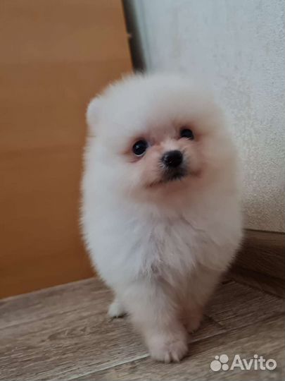 Померанский шпиц щенки мини