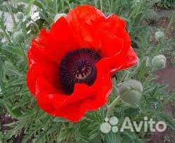 Многолетние растения для сада