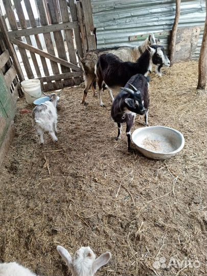 Дойные козы