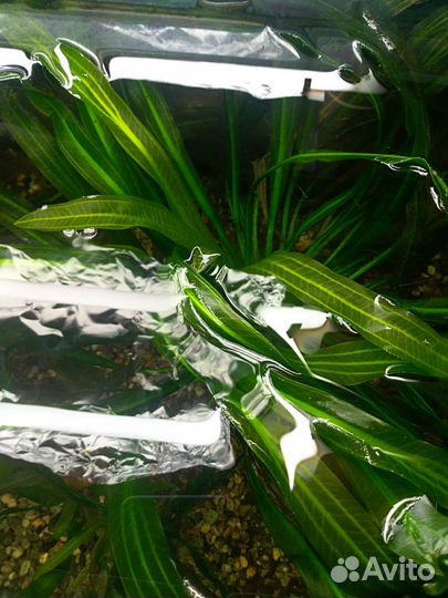 Эхинодорусы Криптокорины