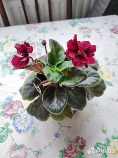 Фиалка детки