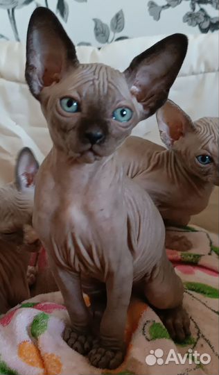 Канадский сфинкс