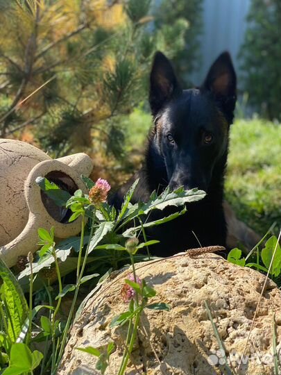 Кобель малинуа