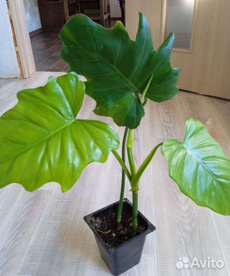 Филодендрон эванса