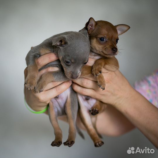 Мальчик той терьер