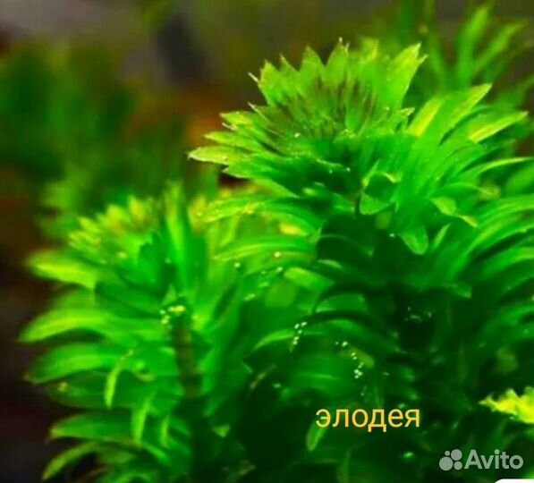 Аквариумные растения