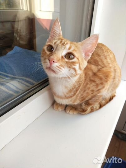 Девочка 5,5 мес