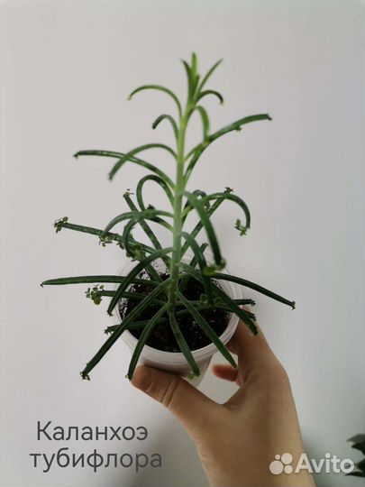 Комнатные растения