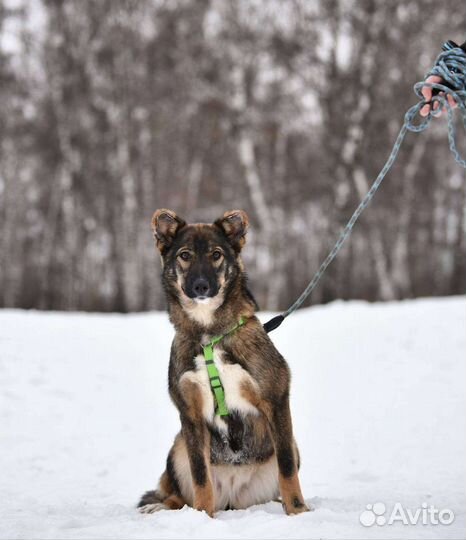 Нежный щенок очень ждет человека
