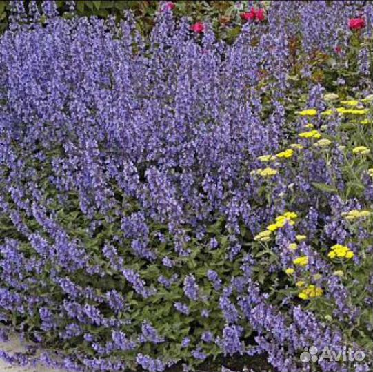 Котовник голубая пантера. Котовник фассена киткат. Котовник nepeta subsessilis голубая пантера. Котовник кошачий базилио. Котовник базилио.