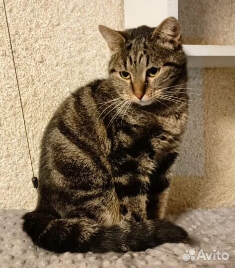 Кошечка Фиона ищет дом