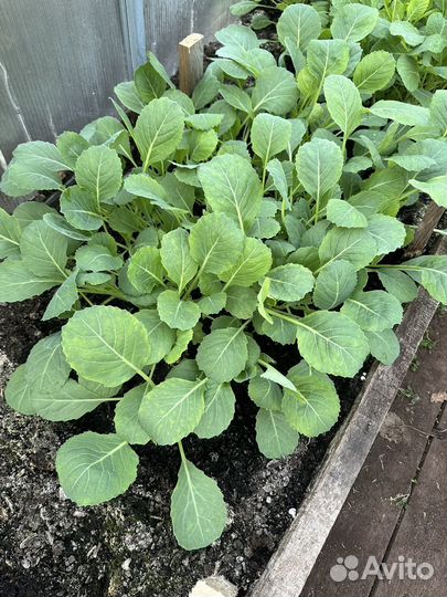 Рассада капусты