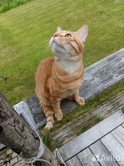 Кот на вязку