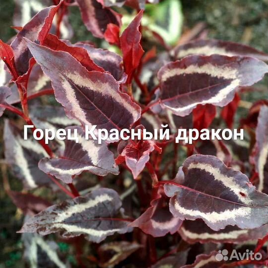 Декоративные растения для сада