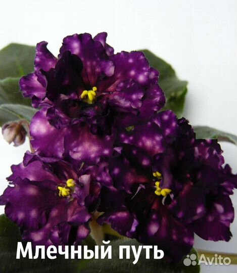 Сортовые фиалки(детки)