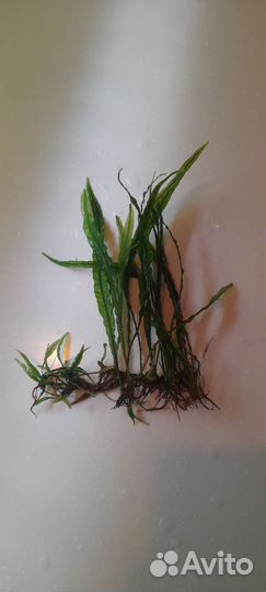 Растения для аквариума