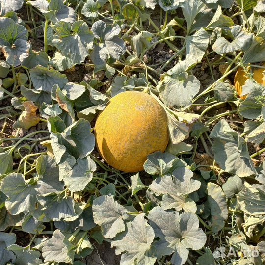 Дыня оптом лада и надежда