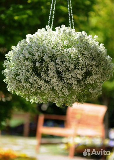 Лобулярия ампельная