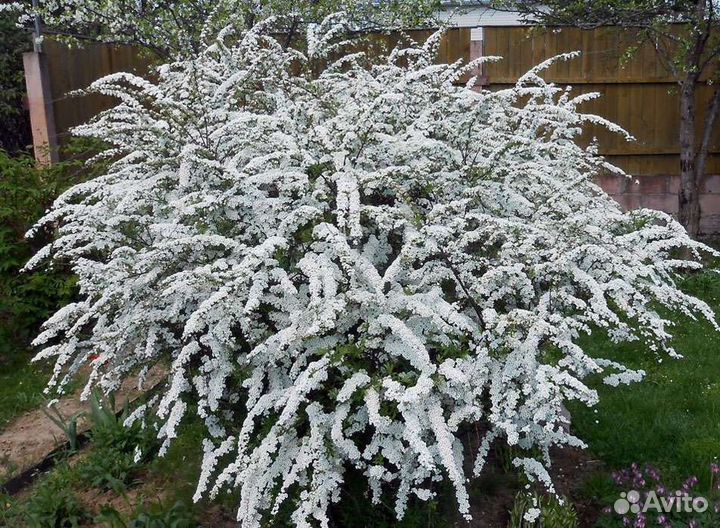 Спирея грефшейм