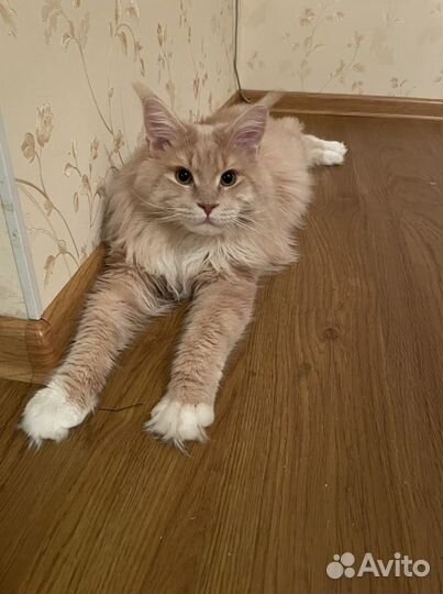 Кот на вязку