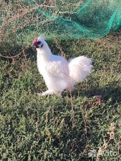Куры помесь бентамки и китайской шелковой
