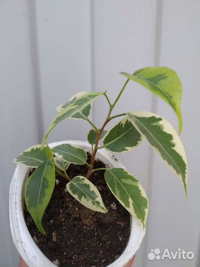 Фикус Кинки