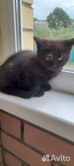 Малышка ищет дом