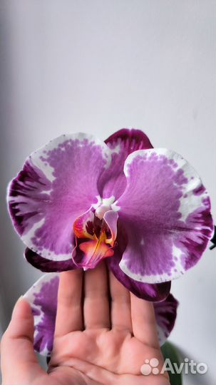 Орхидеи фаленопсис Sacrifice цветущие
