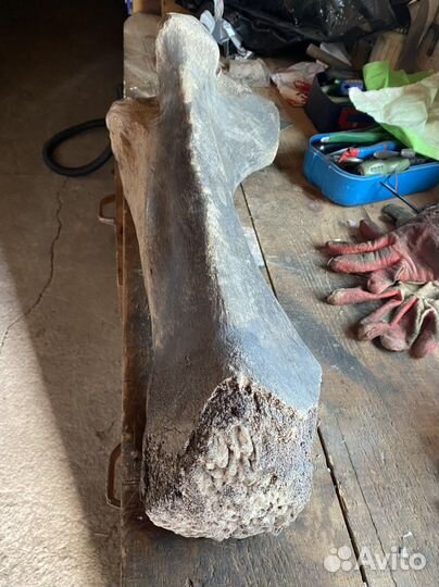 Кость мамонта