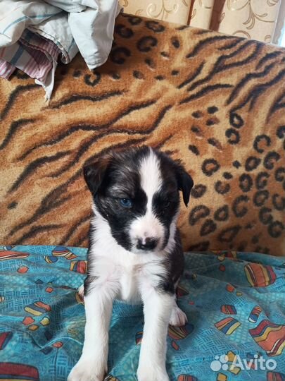 Отдам бесплатно щенков