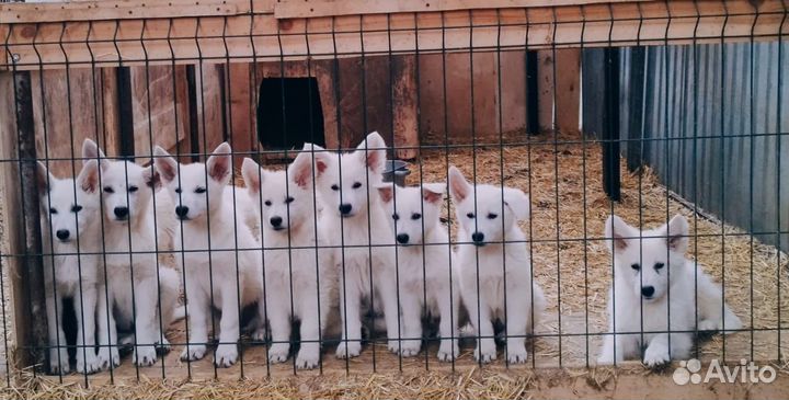 Большой выбор щенков белой овчарки