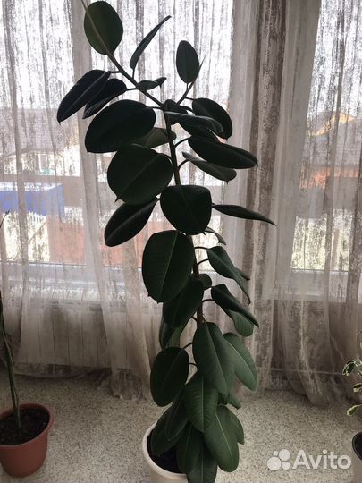 Фикус каучуконосный