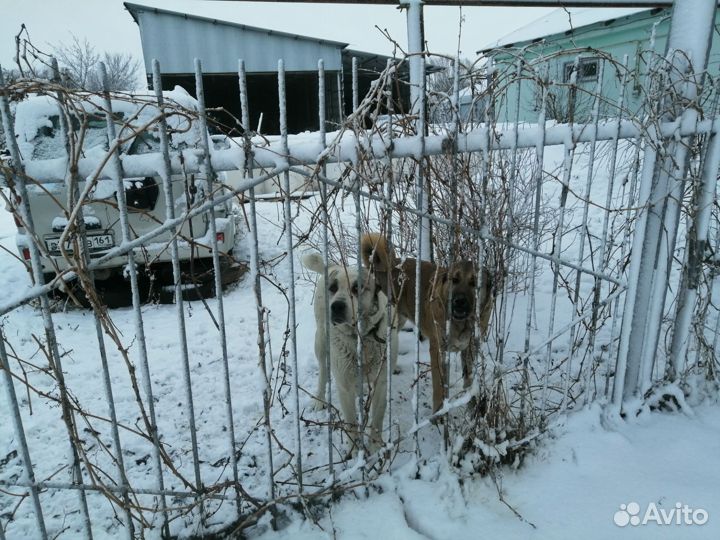 Щенки сао алабай