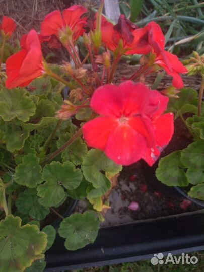 Пеларгония герань