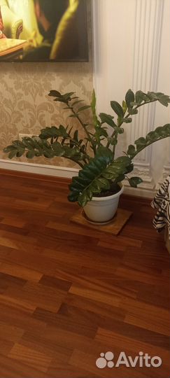 Замиокулькас